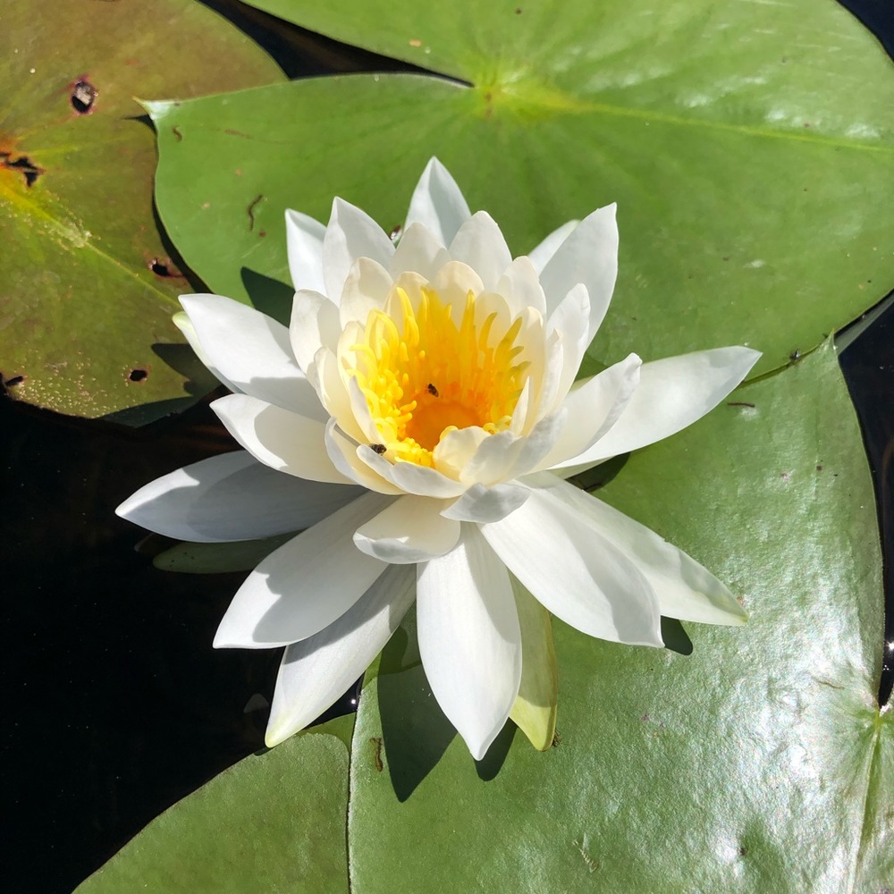 Meet your Posher, Natasha